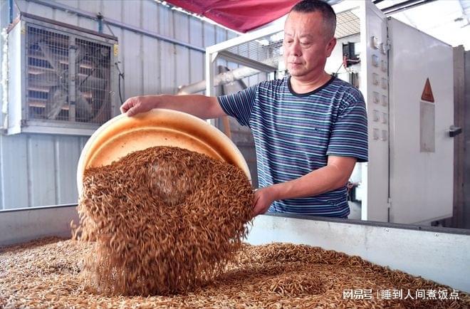 虫为什么不建议养凯发首页登录黄粉
